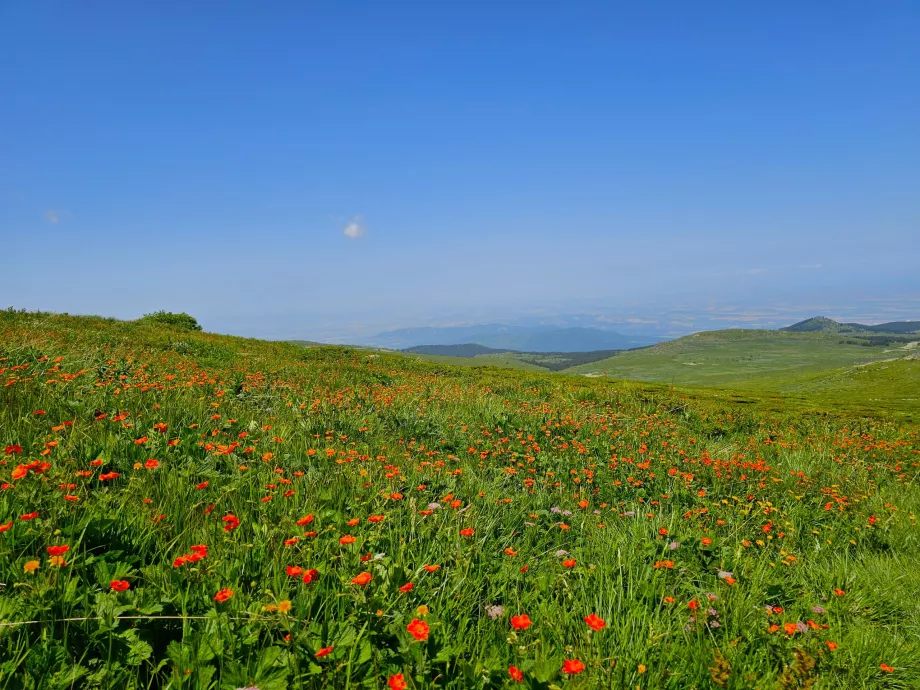 Луки в горах Вітоша