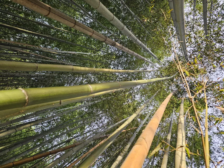 Бамбуковий ліс